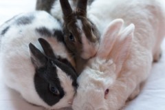 Three Bunnies