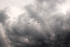 After the Storm, Virginia Beach